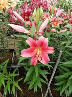 [5172 Sensi No01.JPG]